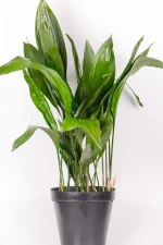 XL Cast Iron Plant in black nursery pot