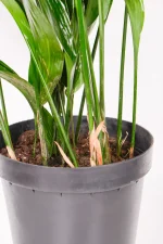 Close up of multiple stems in a XL Cast Iron Plant