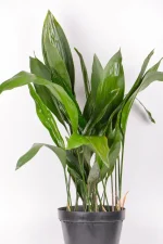 Topview of an XL Cast Iron Plant