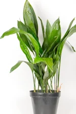 Front view of an XL Cast Iron Plant with multiple leaves