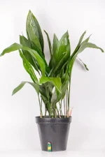 XL Cast Iron Plant iwth lighter on the floor indicating height of the plant