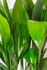 Details shot of deep green leaves of a XL Cast Iron Plant