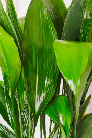 Details shot of deep green leaves of a XL Cast Iron Plant