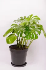 XL Monstera Deliciosa in black pot