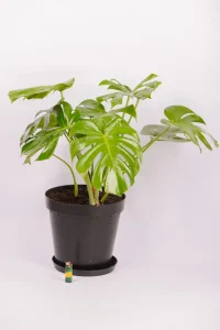 XL Monstera Deliciosa with lighter on the floow as size reference