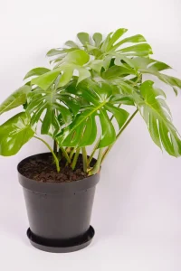 Full sized XL Monstera Deliciosa
