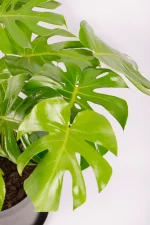 Close up of an XL Monstera Deliciosa with multiple leaves