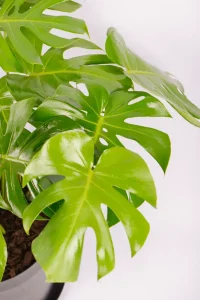 Close up of an XL Monstera Deliciosa with multiple leaves
