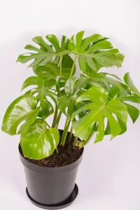 Top view of an XL Monstera Deliciosa