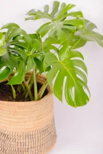 Size view of an XL Monstera Deliciosa in a basket