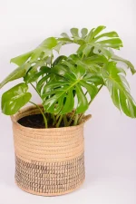 XL Monstera Deliciosa in handwoven basket