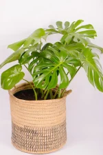Full sized XL Monstera Deliciosa in handwoven basket