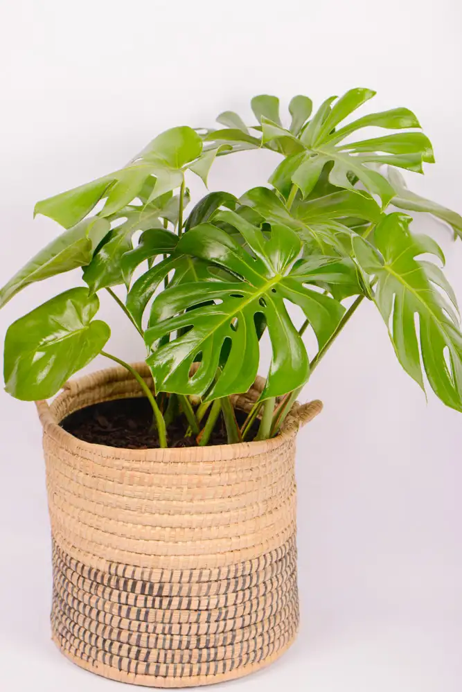 XL Monstera Deliciosa-8 Full sized XL Monstera Deliciosa in handwoven basket