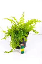 Boston Fern with full fronds and lighter at the bottom showing size