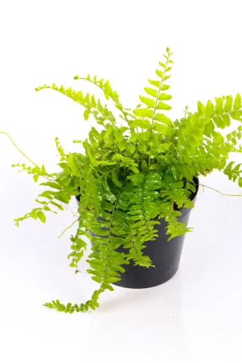 Full picture of a Small Boston Fern in a 15cm pot