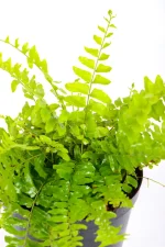Lush Small Boston Fern with multiple fronts