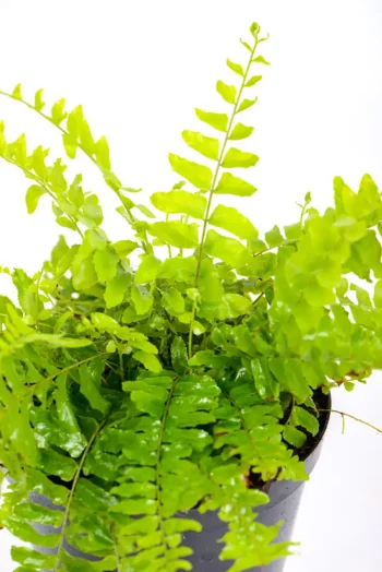 Lush Small Boston Fern with multiple fronts