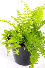 Top view of a boston fern