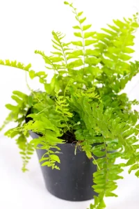 Top view of a boston fern