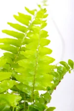 CLose up of a a boston fern fronds
