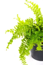 Side view of a Boston fern with arching fronds