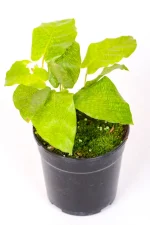 Calathea Musaica in black pot with moss growing on the top