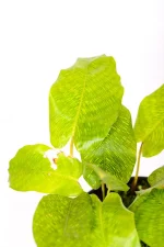 CLose up of a Calathea Musaica with network leaves
