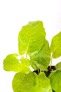 CLose up of a Calathea Musaica with network leaves