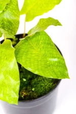 New growth of a Calathea Musaica