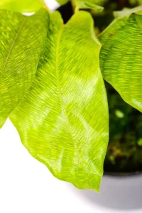 Macro shot of detailed patters on a Calathea Musaica