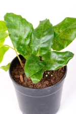 Calathea Musaica with green network leaves