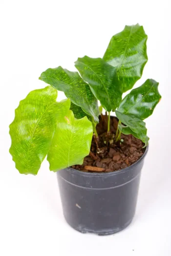 Multiple growth points of a Calathea Musaica