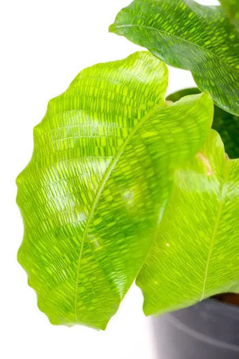 Network patters on a calathea musaica