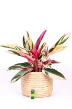 Calathea Triostar in basket on white table.
