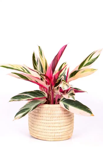 Calathea Triostar in handwoven basket