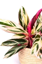Side view of a Calathea Triostar