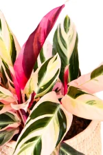 Top leaves of a Calathea Triostar with pink white and green patterns