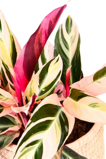 Top leaves of a Calathea Triostar with pink white and green patterns