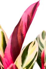 Bright pink underside of leaf of a Calathea Triostar