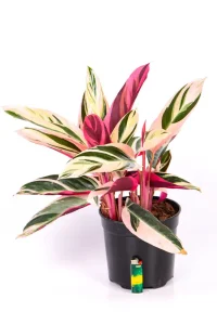 Calathea Triostar with light on the floor to show height difference