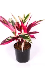 Calathea Triostar in black nursery pot