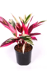 Calathea Triostar in black nursery pot