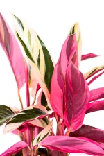 Top leave with bright pink undersides of a Calathea Triostar