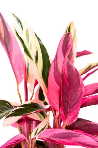 Top leave with bright pink undersides of a Calathea Triostar