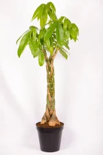 Giant Pachira Money Tree in 30cm black pit