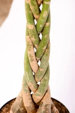 Close up of braided trunk of Giant Pachira Money Tree