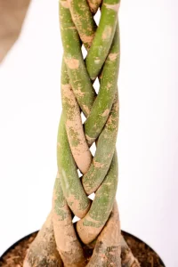 Close up of braided trunk of Giant Pachira Money Tree