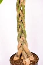 Full view of a Giant Pachira Money Tree trunk