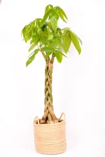 Giant Pachira Money Tree in handwoven basket