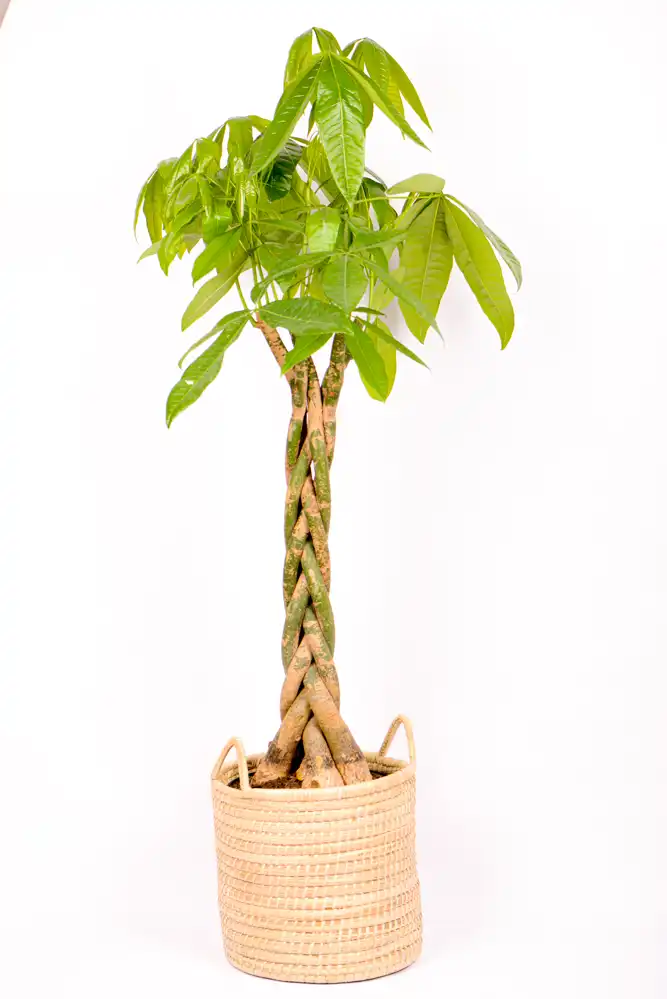 Giant Pachira Money Tree-12 Giant Pachira Money Tree in handwoven basket